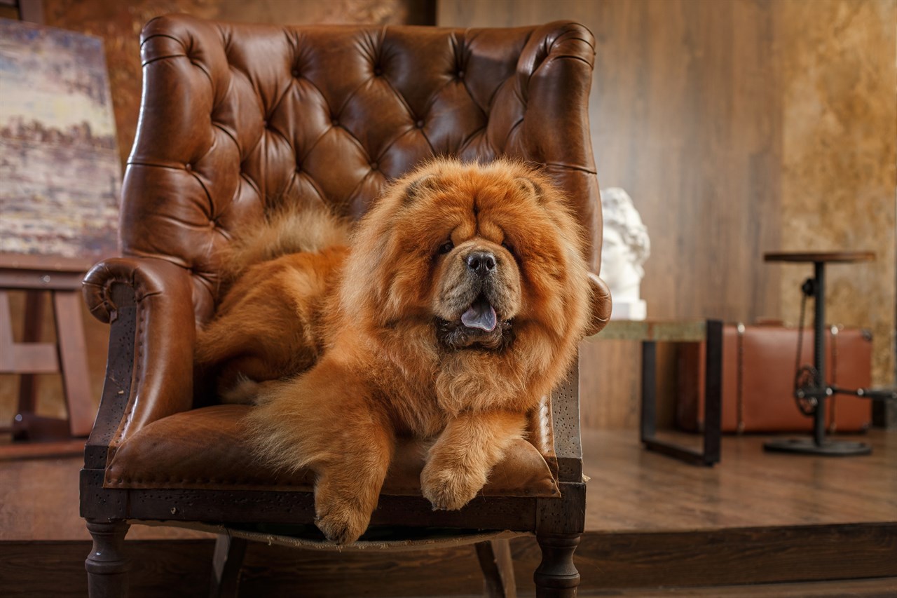 Chow Chow Dog sitting on leather wing back chair