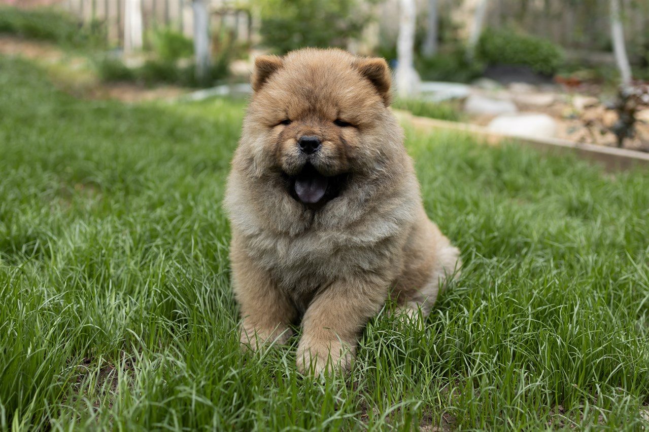 Cute Chow Chow Puppy standing on tall green grass looking at camera