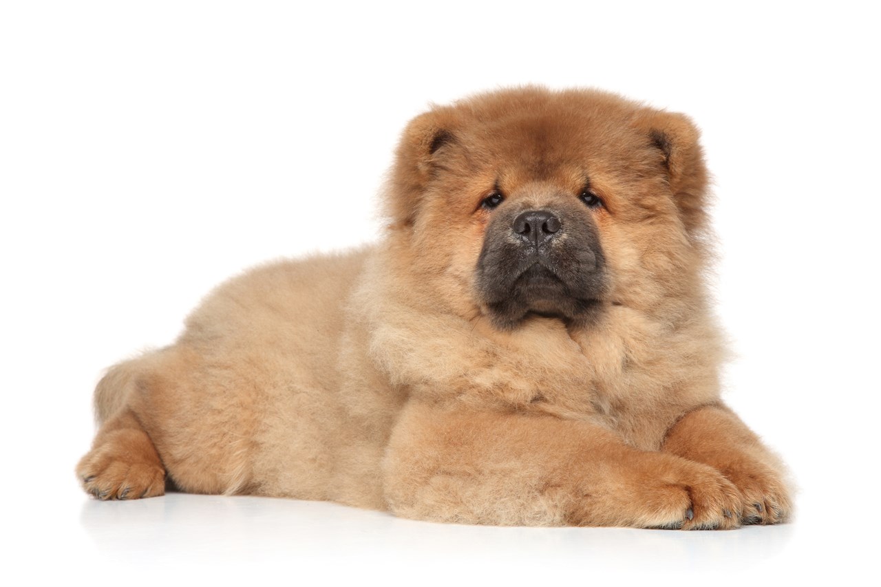 Fluffy Chow Chow Puppy sitting on white floor