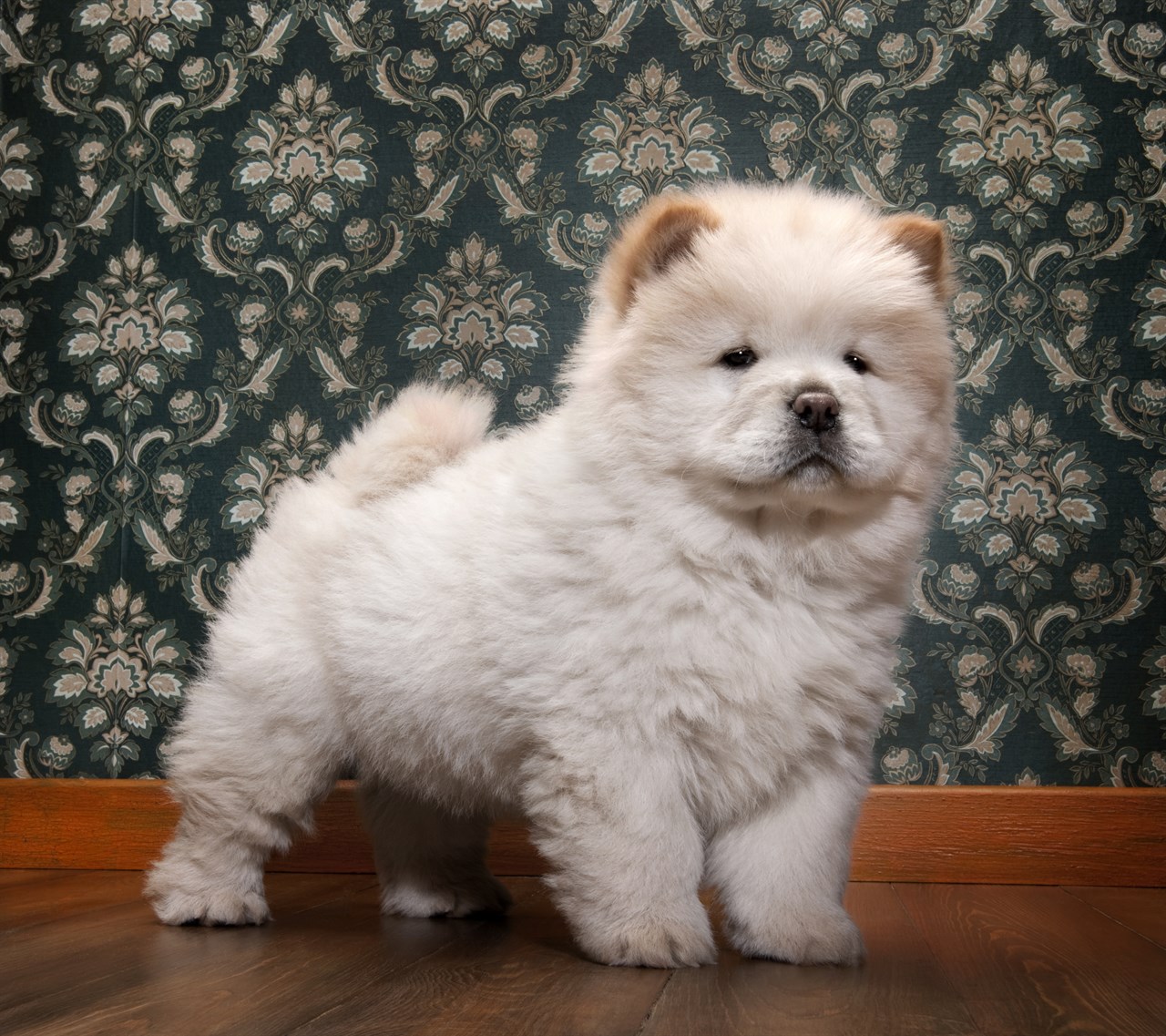 Beige Chow Chow Puppy standing infront of vintage wallpaper