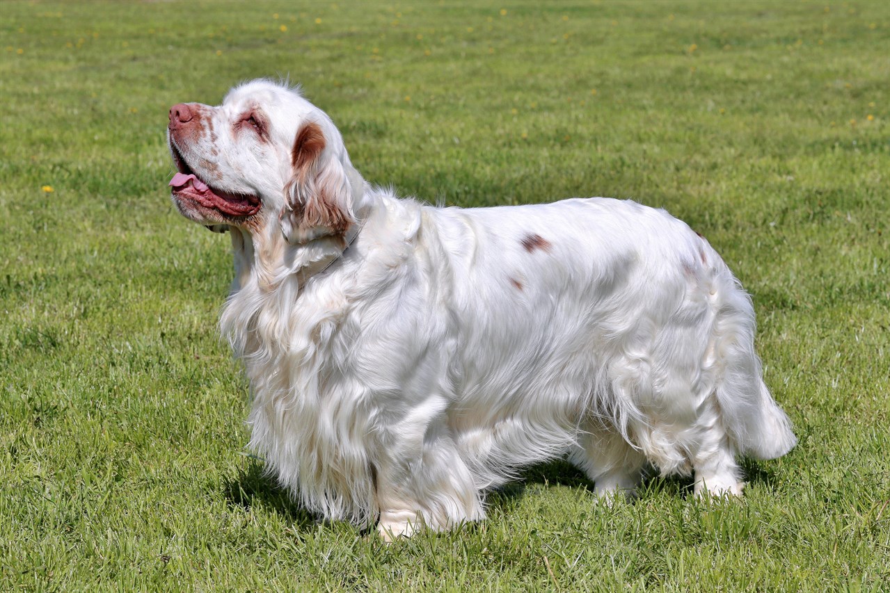 Side view of Clumber Spaniel Dog looking up