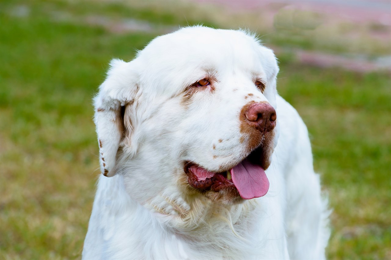 Clode up view of Clumber Spaniel Dog face