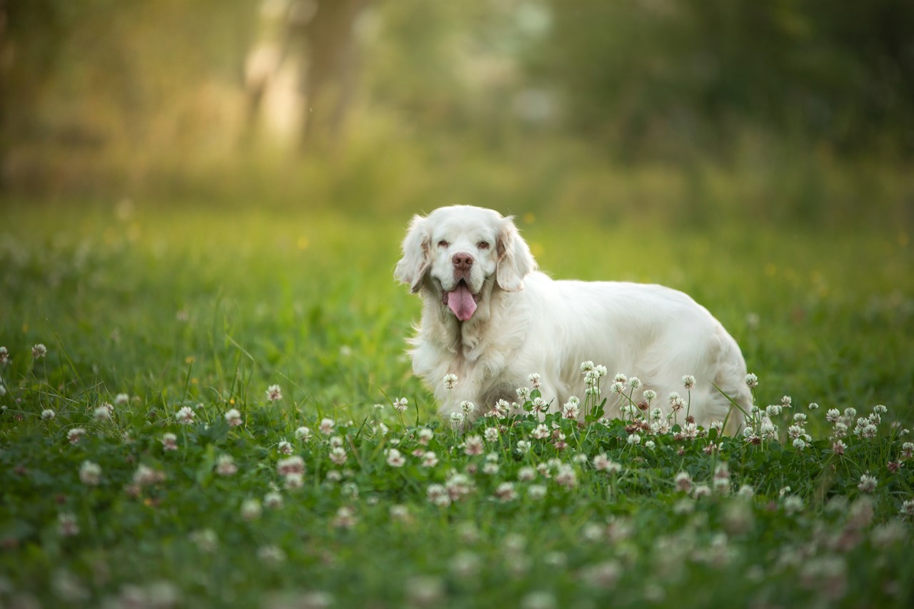 White tongue out Clumber Spaniel Dog standing on flower field smilling