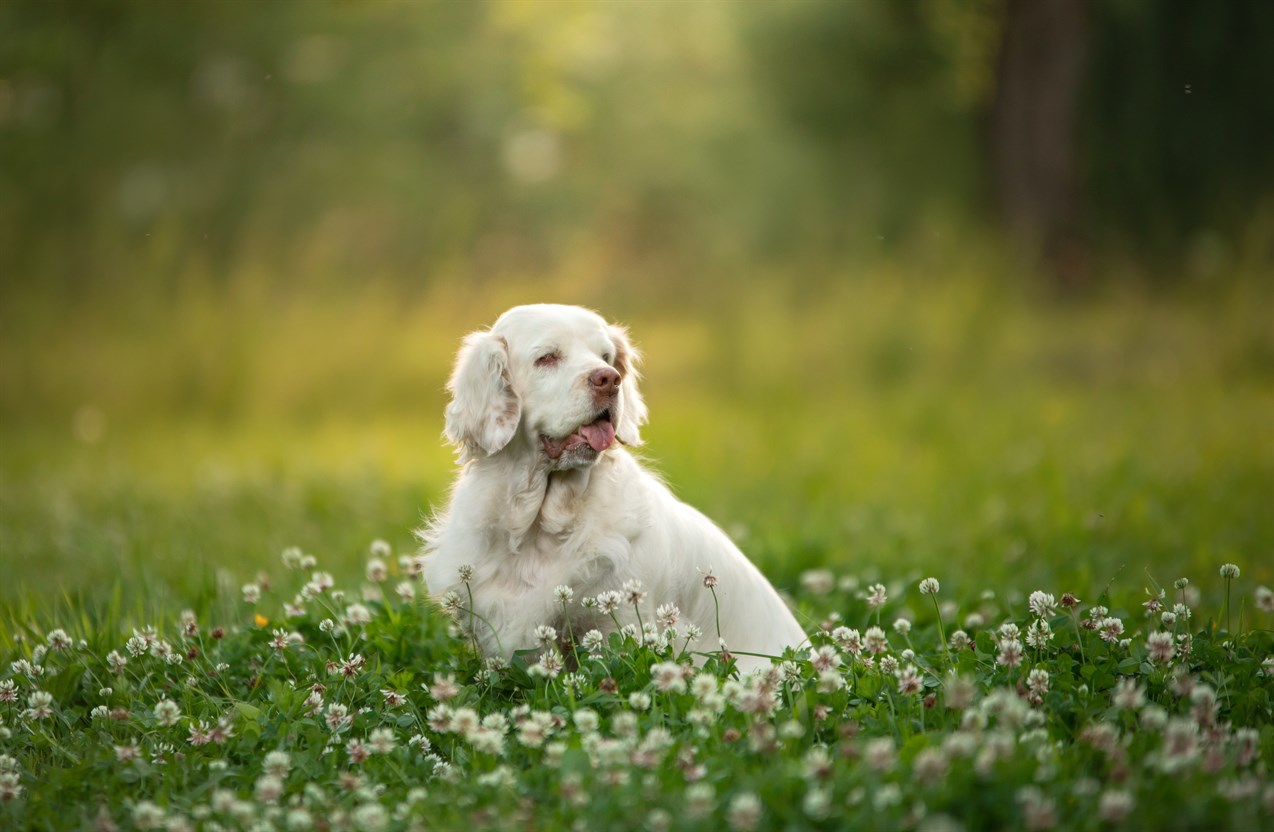 White Clumber Spaniel Dog standing in the middle of flower field