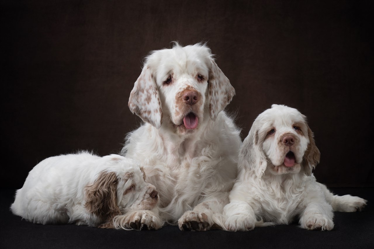 Three Clumber Spaniel Dog sitting together with black background