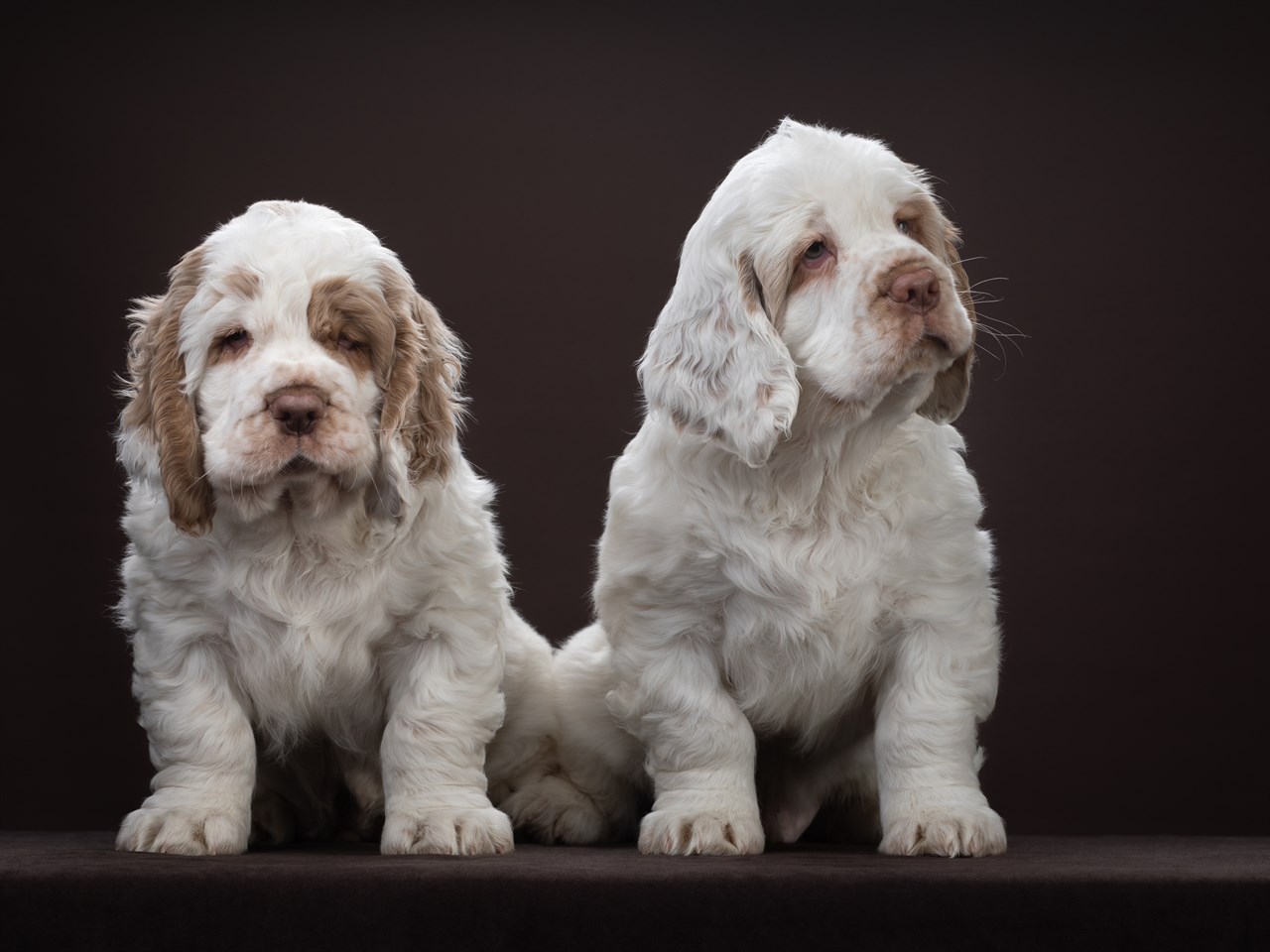 Two Clumber Spaniel Puppy standing side by side