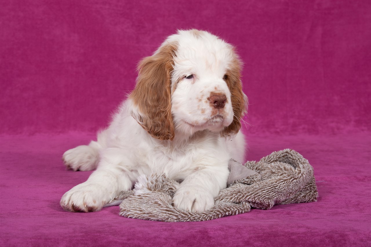 Clumber Spaniel Puppy sitting on velvet pink background