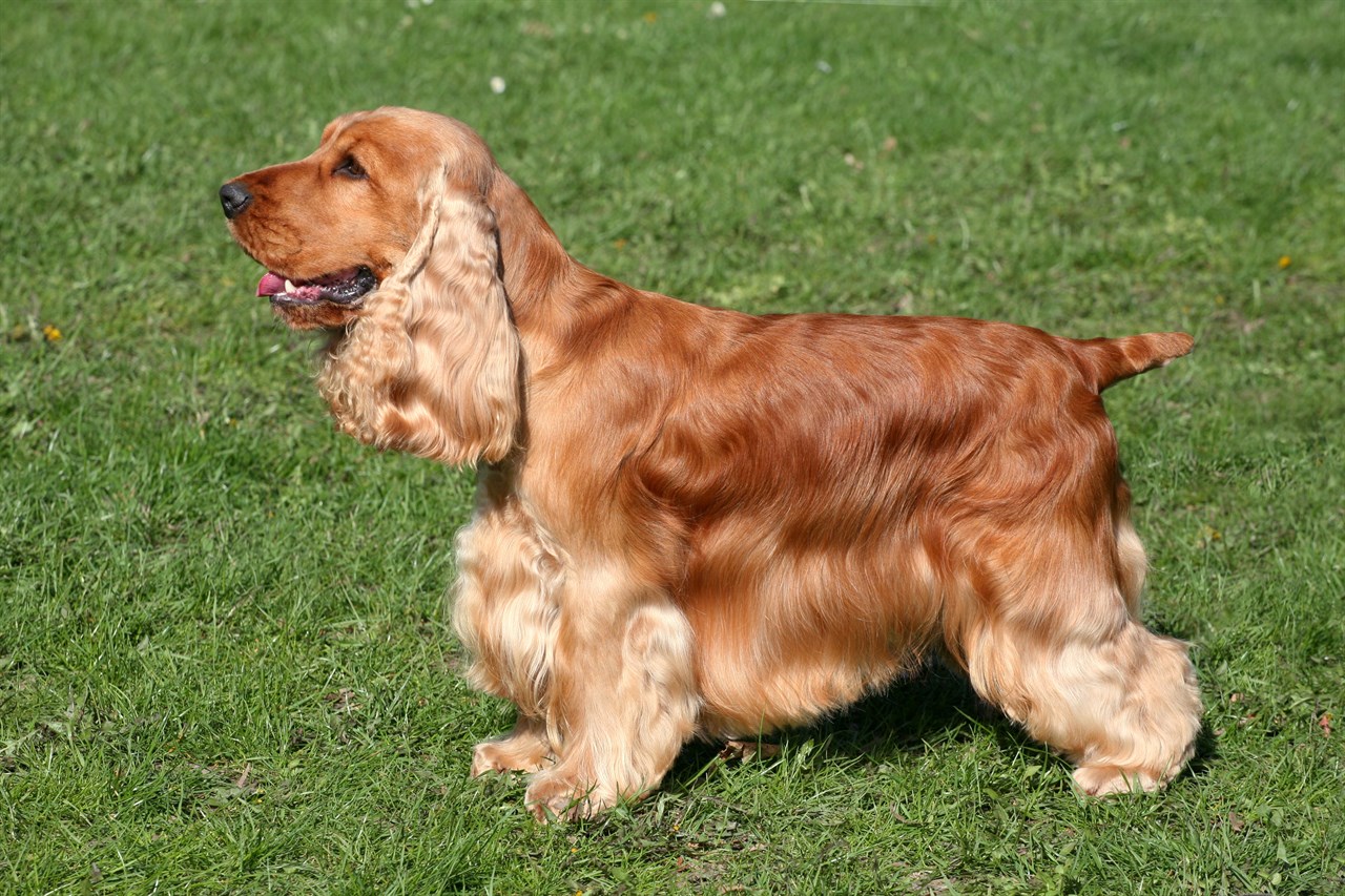 Side view of Cocker Spaniel Dog standing