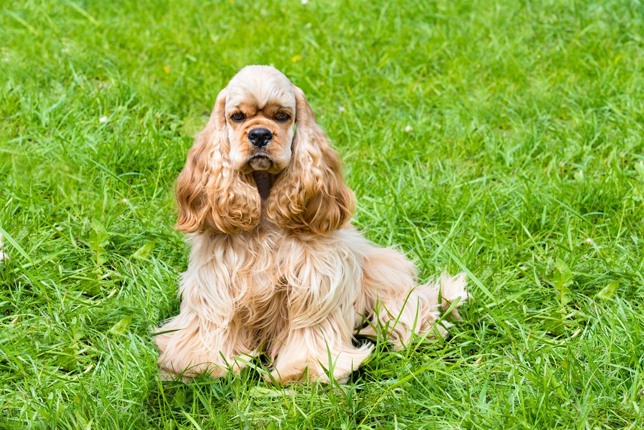 Cocker Spaniel Dog standing on tall green grass looking towards camera