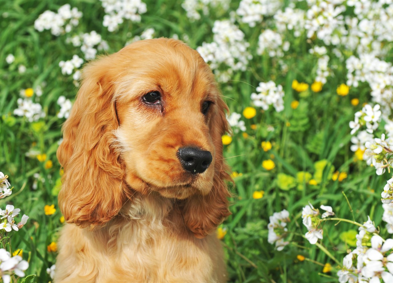 Spaniel Dog looking lovely in the middle of flower field