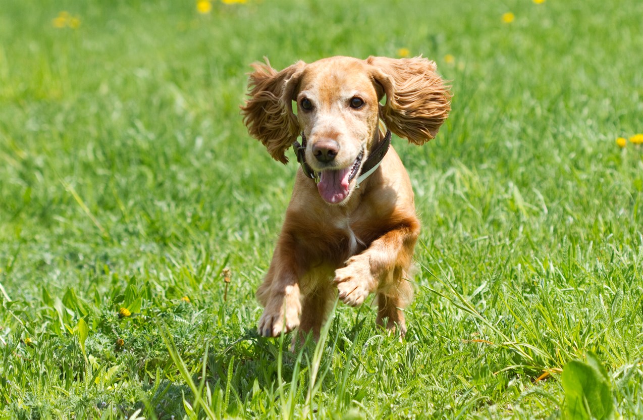 Cocker Spaniel Dog running towards camera on grass field