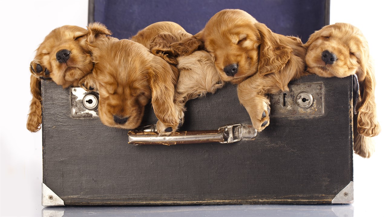 Litter of Cocker Spaniel Puppy sleeping inside vintage luggage