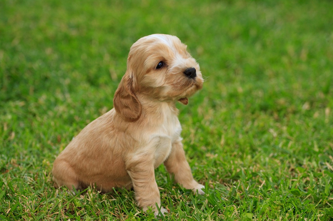 Cute Cocker Spaniel Puppy standing on grass filed looking up