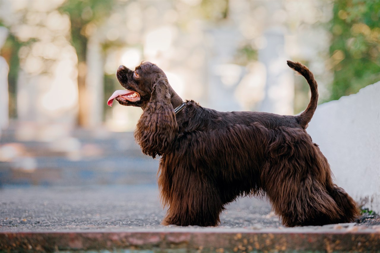 Side view of Chocolate Cocker Spaniel American Dog standing outdoor