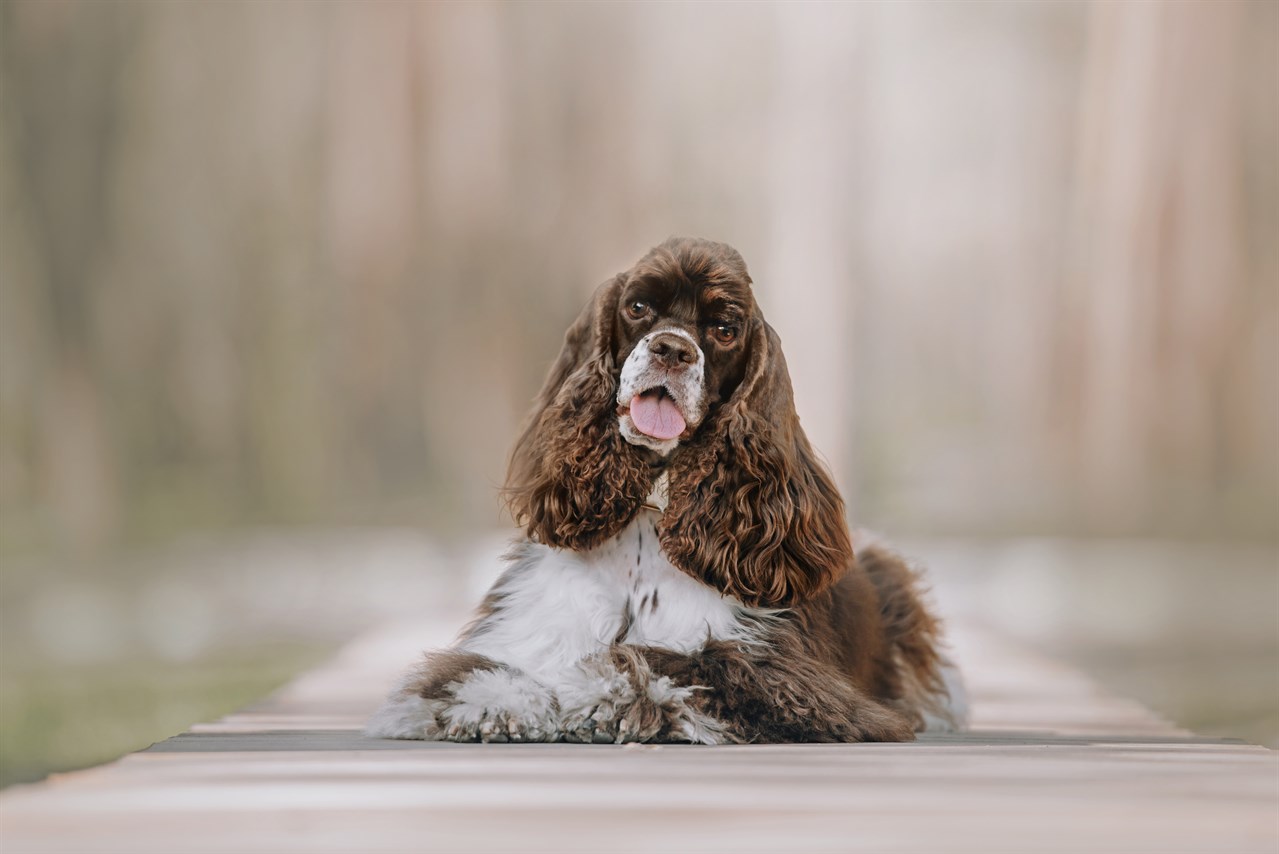 Tongue out Cocker Spaniel American Dog looking towards camera