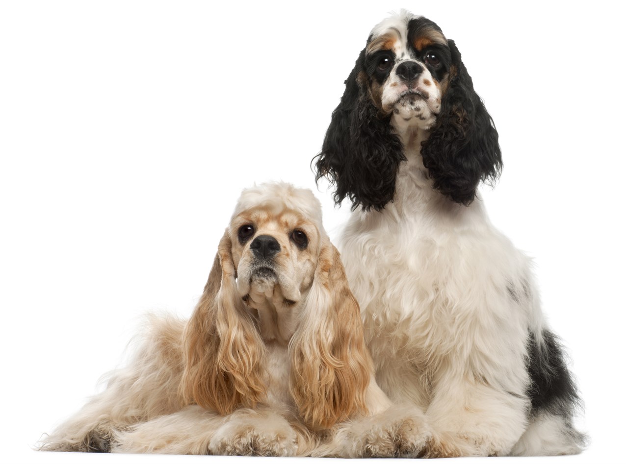 Two Cocker Spaniel American posing in photo studio with white background