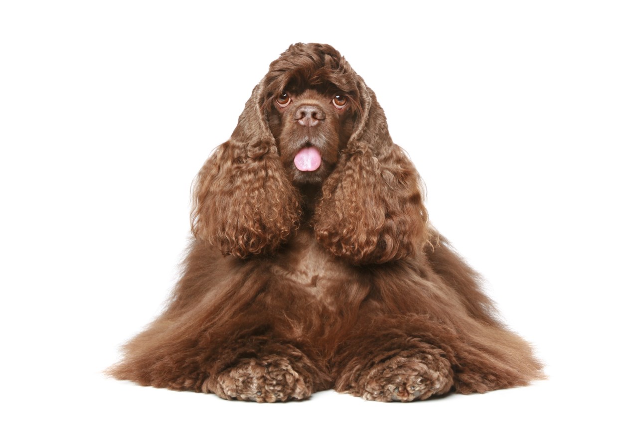 Well groomed Cocker Spaniel American Dog looking towards camera