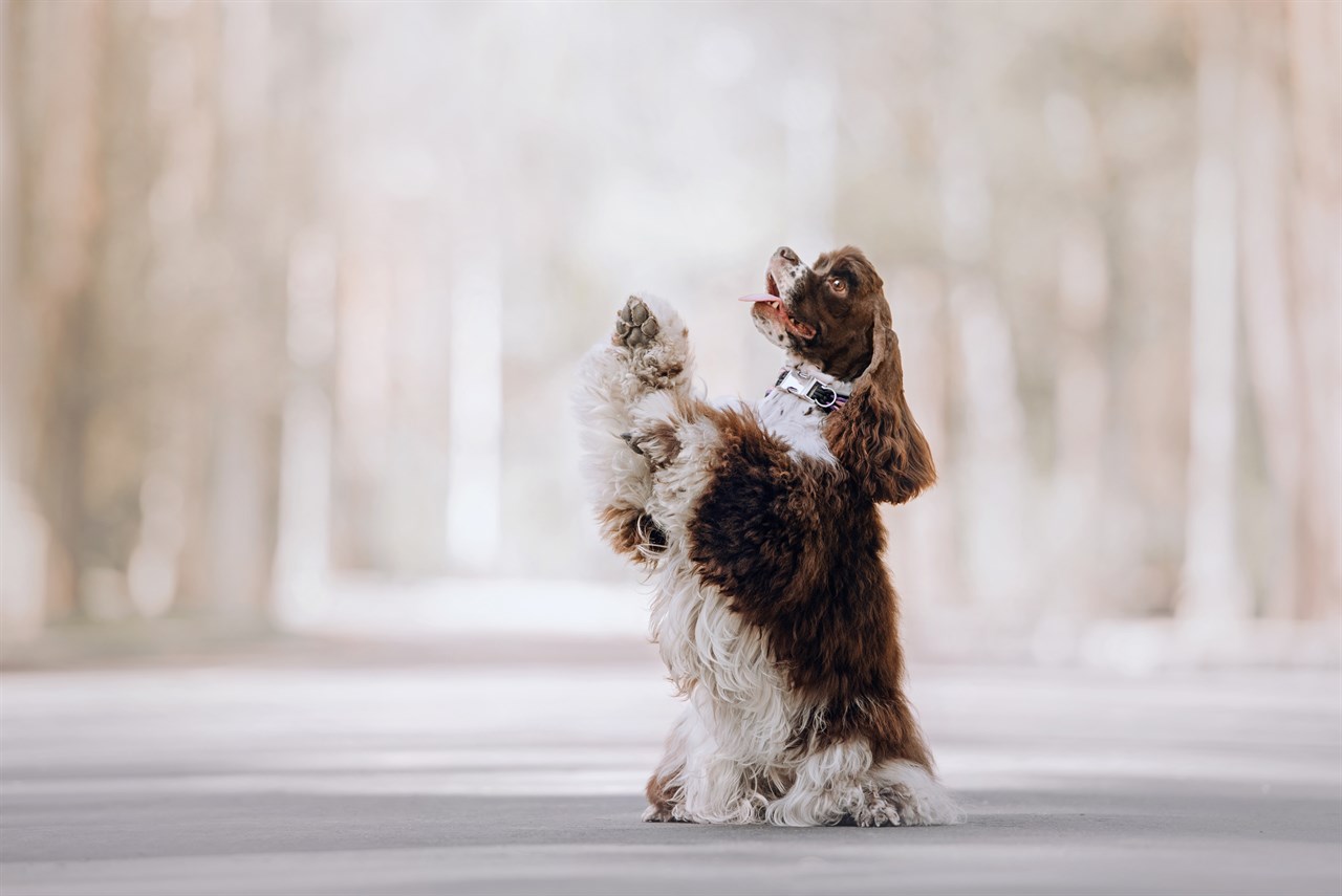 Smart Cocker Spaniel American Dog standing on two feet outdoor