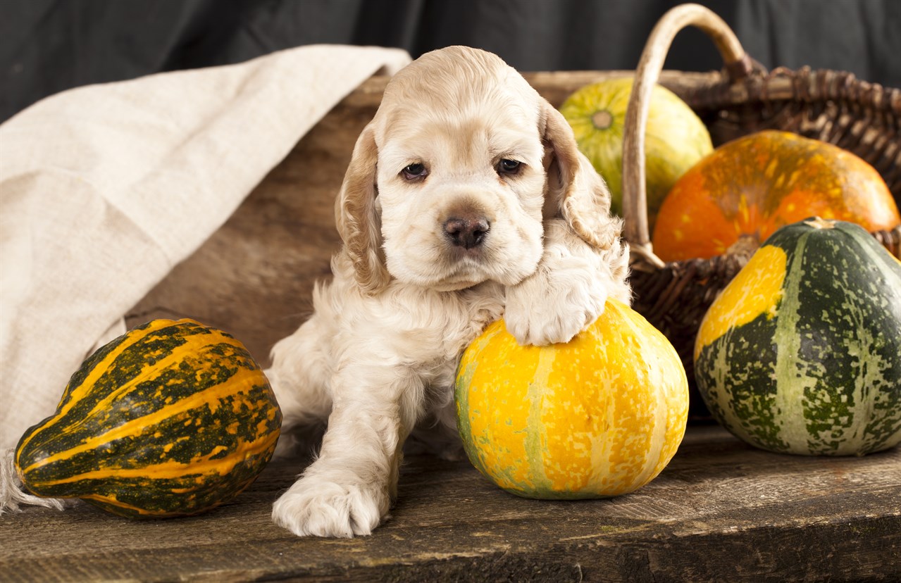 Cute Cocker Spaniel American Puppy posing with pumpkins