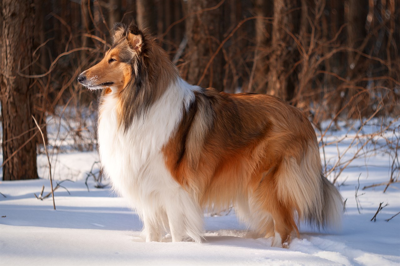 Side view of Collie Rough Dog standing in the snow