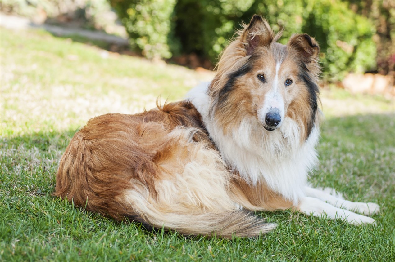 Collie Rough Dog sitting on patchy grass on sunny day