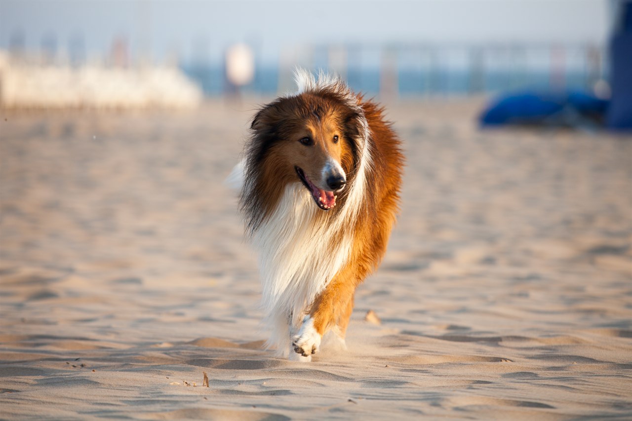 Collie Rough Dog having a walk on the beach