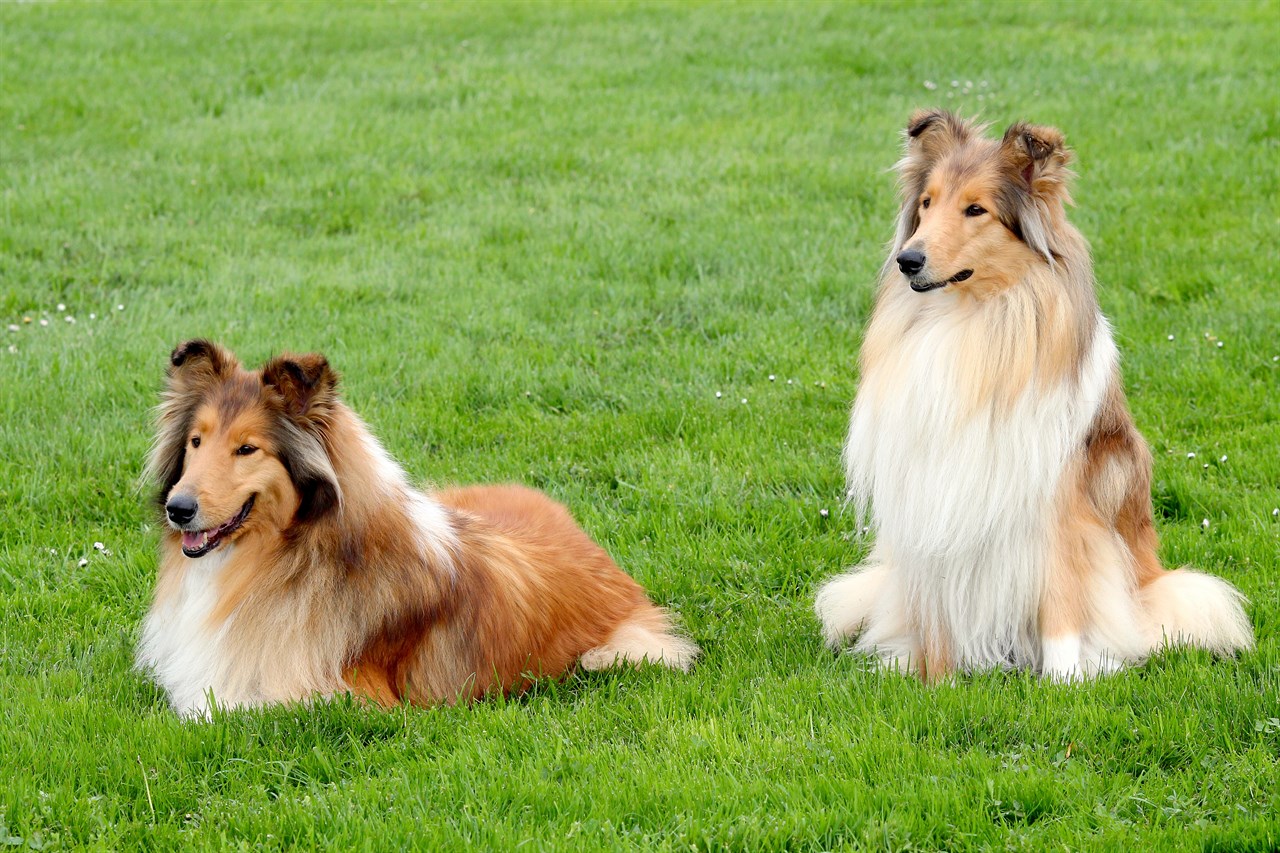 Two Collie Rough Dog enjoying outdoor on green grass