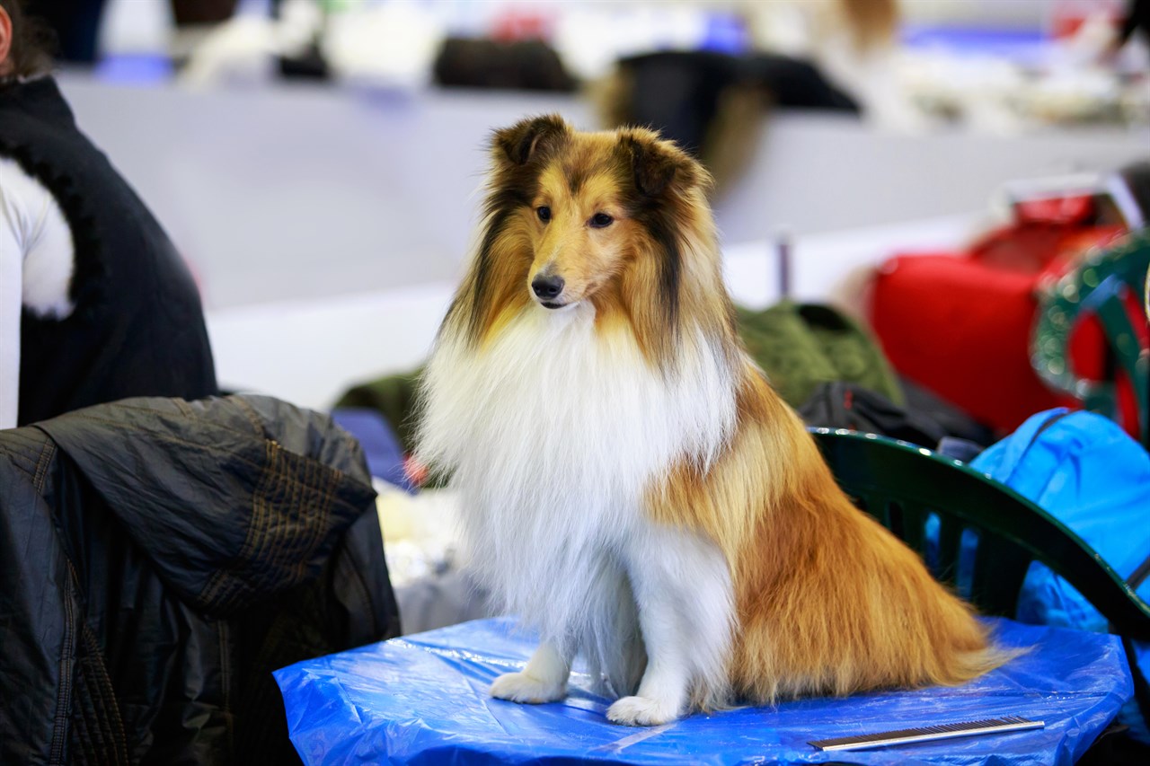 Collie Rough Dog sitting on blue tarp indoor