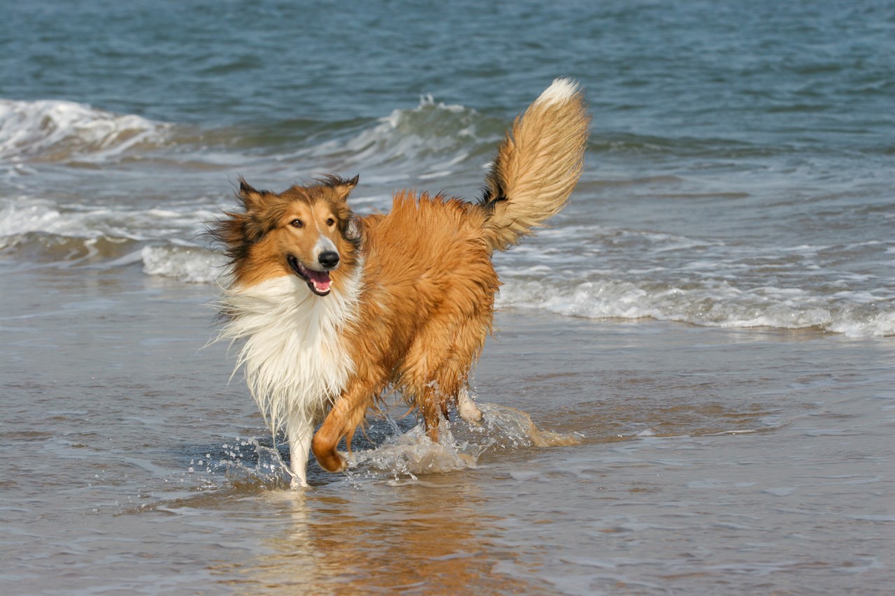 Happy Collie Rough Dog running on beach side