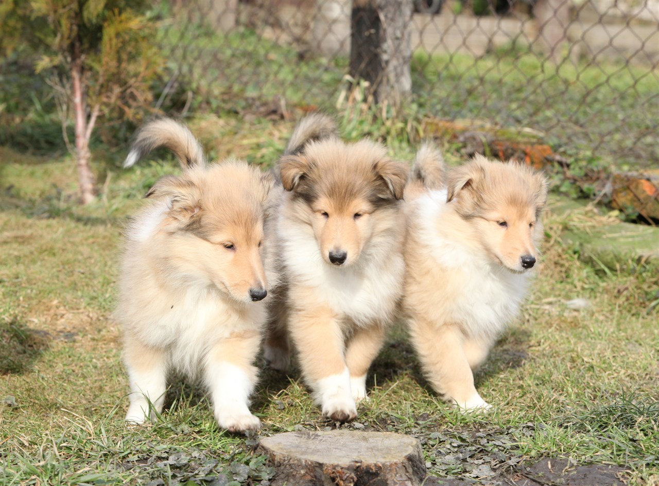 Three Collie Rough Puppy enjoying sunny day outdoor