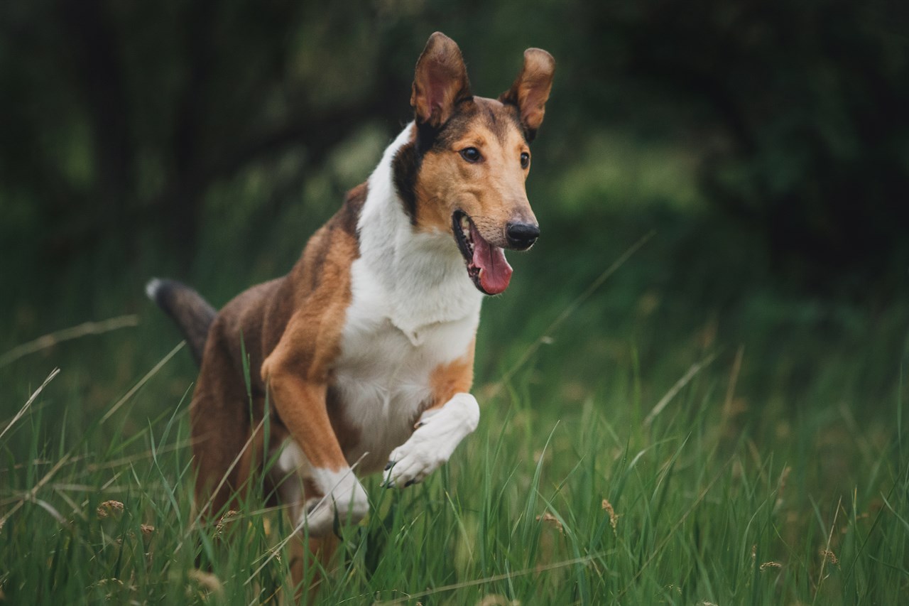 Collie Smooth Dog jumping on tall green grass