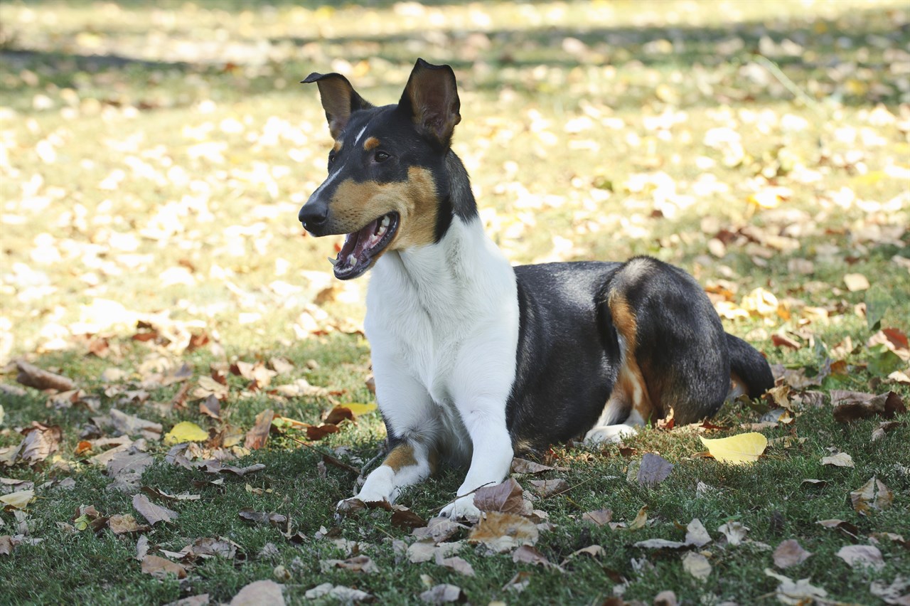 Collie Smooth Dog sitting on fallen dry leaves smiling