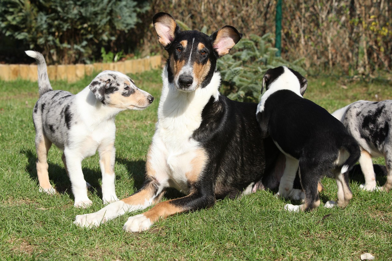 Female Collie Smooth Dog enjoying outdoor with her puppies