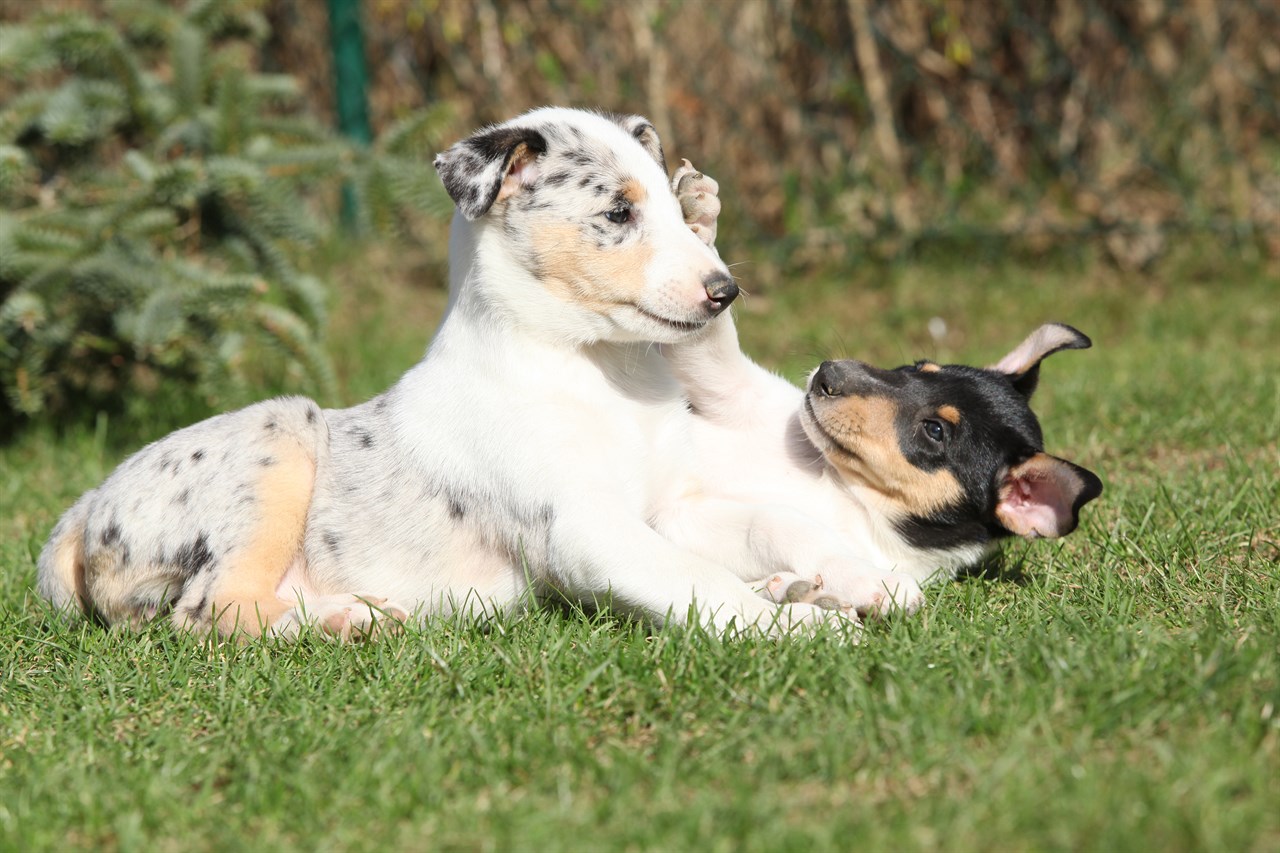 Two Collie Smooth Puppy plaing outdoor on sunny day