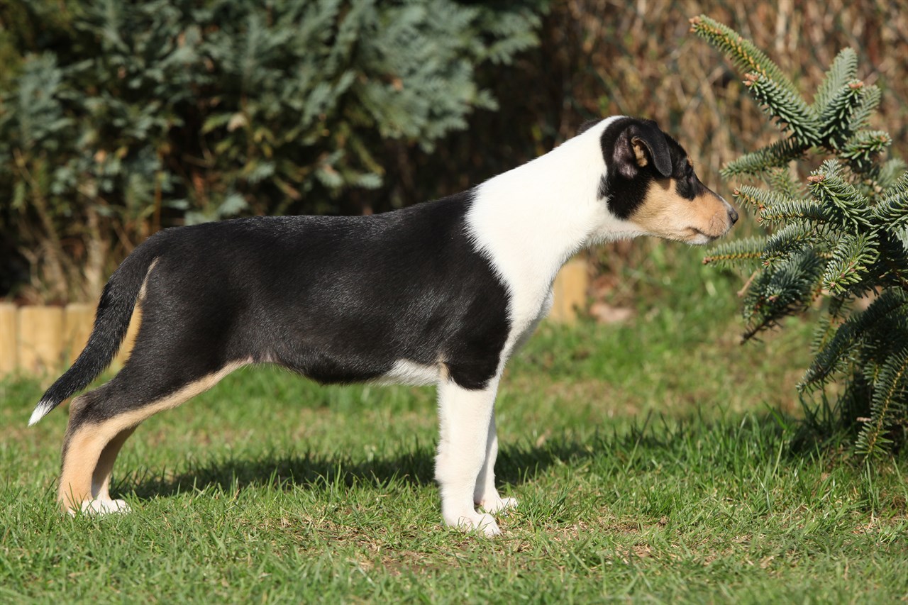 Collie Smooth Puppy standing outside near pine tree