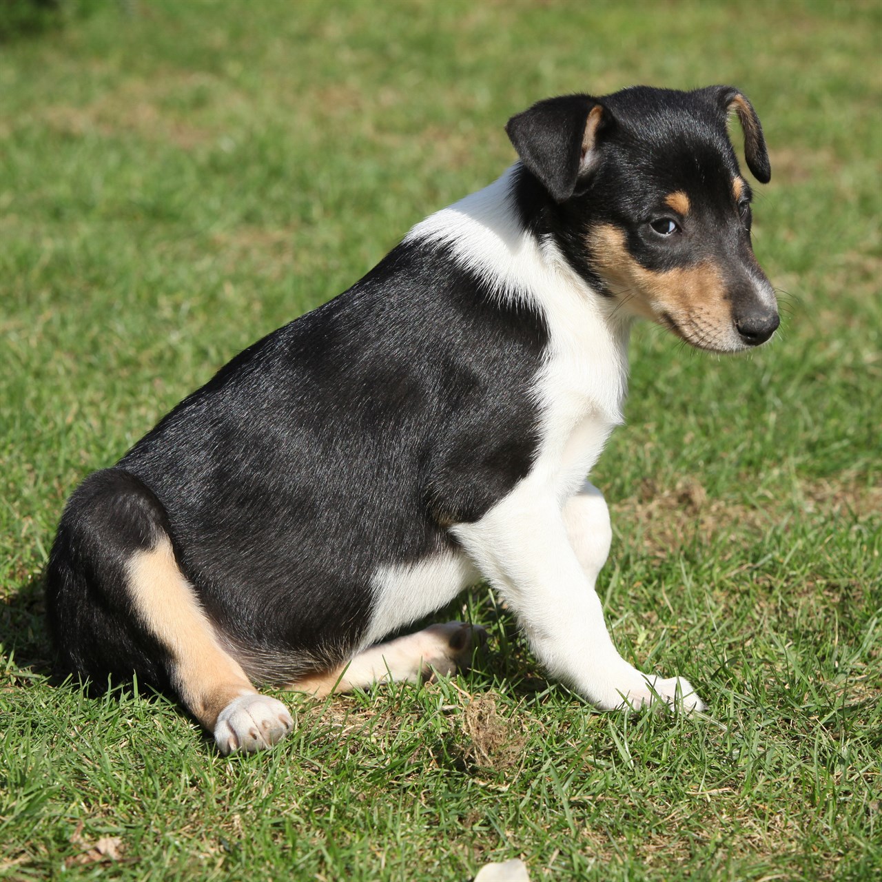 Cute Collie Smooth Puppy sitting on green grass