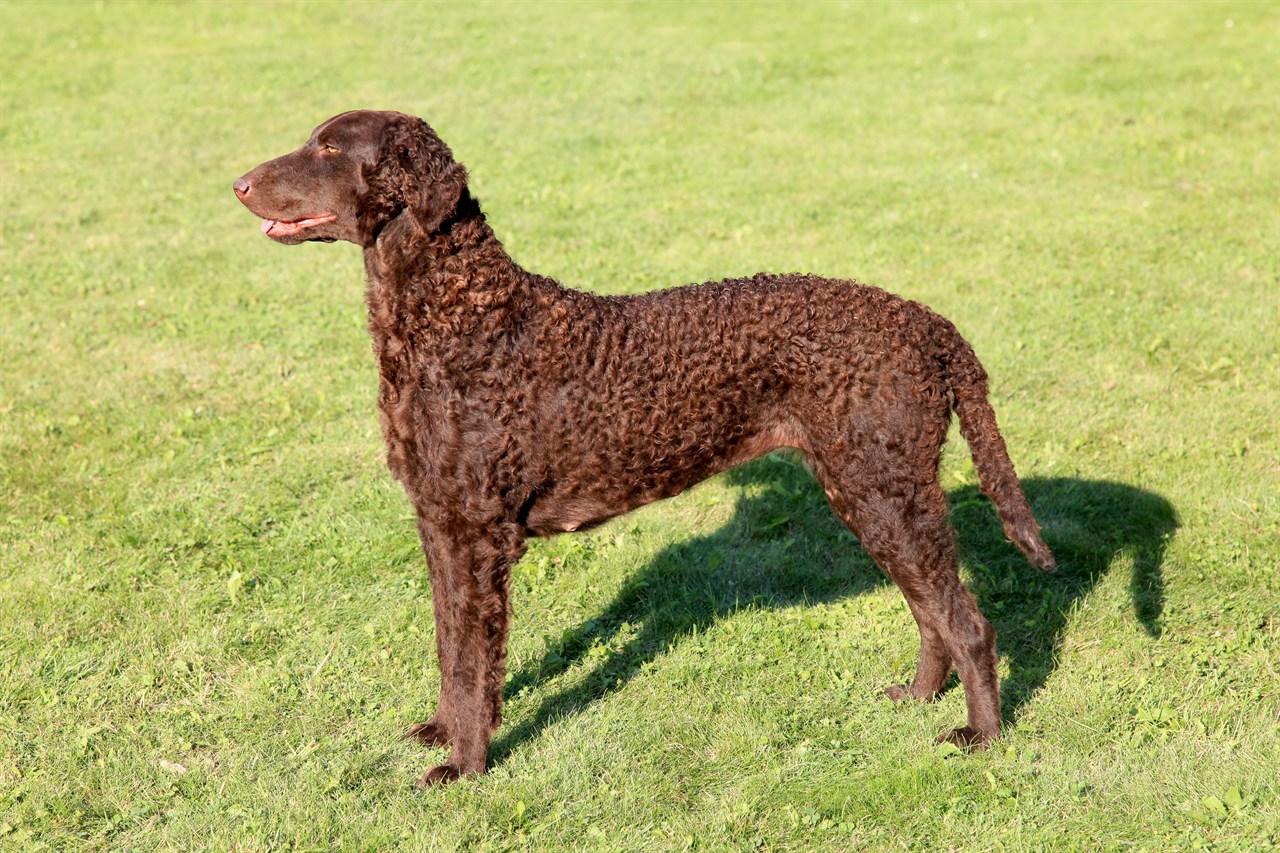 Side view of chocolate Curly Coated Retriever standing on green field