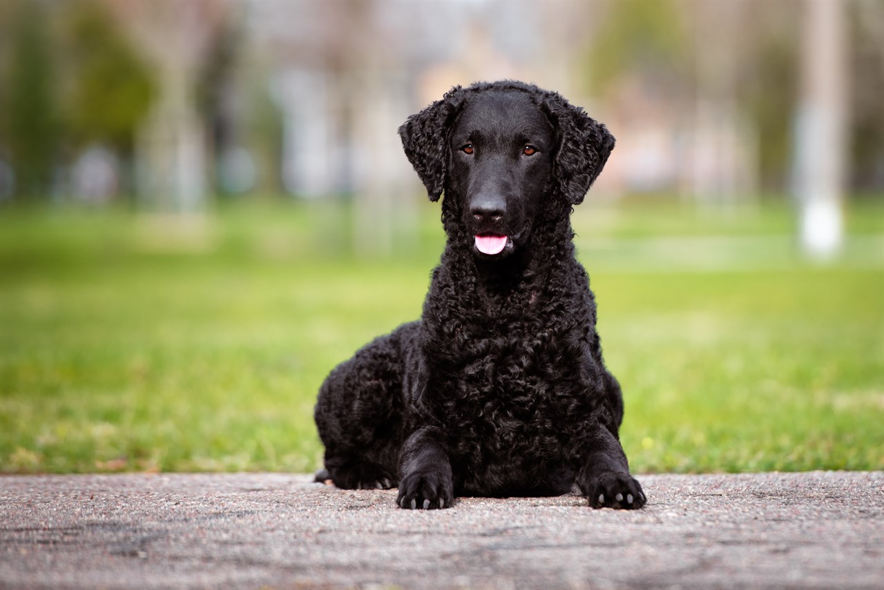 Curly Coated Retriever sitting on concrete near grass filed