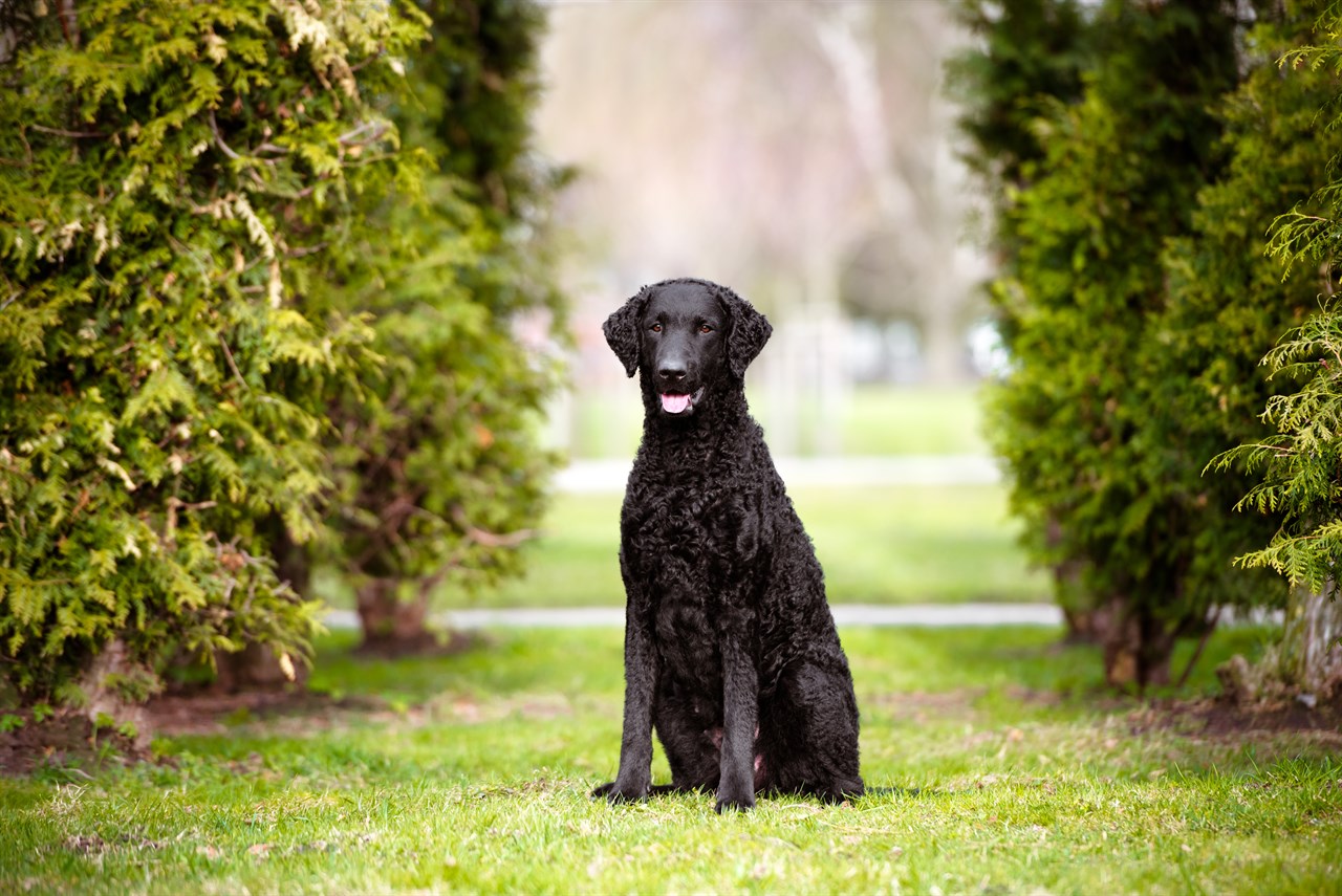 Curly Coated Retriever standing in between pine tree smiling at camera