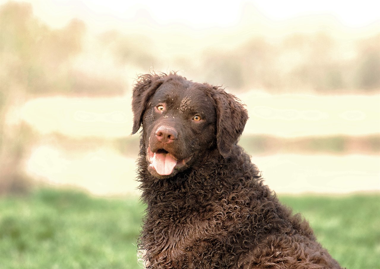 Close up view Curly Coated Retriever face