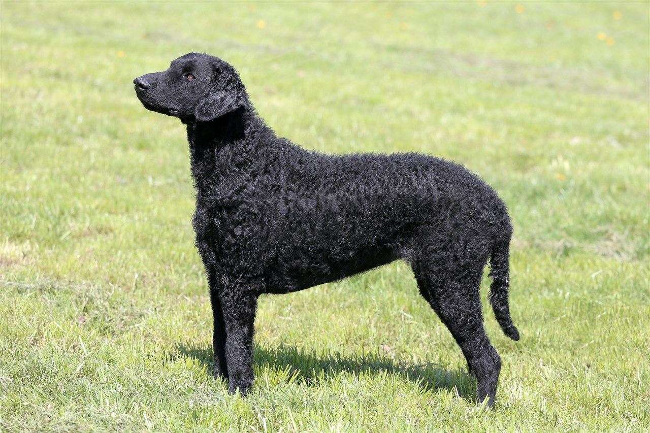 Side view of black Curly Coated Retriever standing on green field