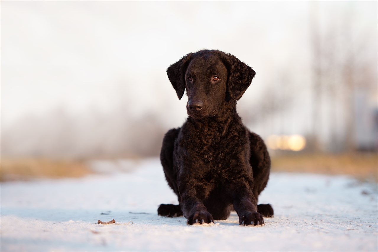 Curly Coated Retriever Puppy sitting on thin covered snow road