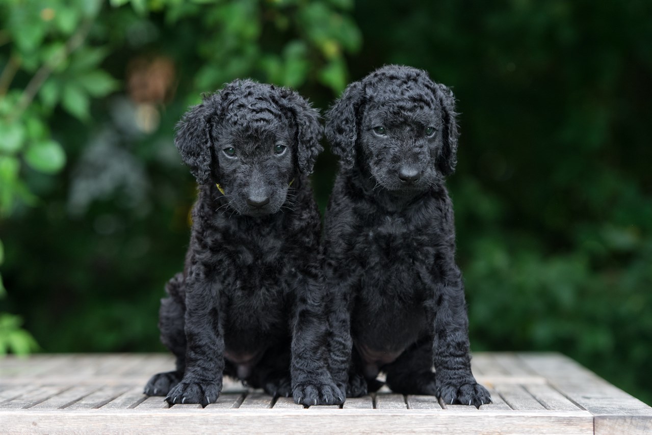 Two Curly Coated Retriever Puppy sitting on top of wood deck