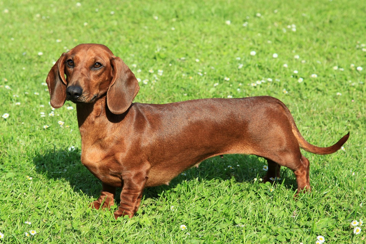 Side view of Dachshund Dog standing on green grass