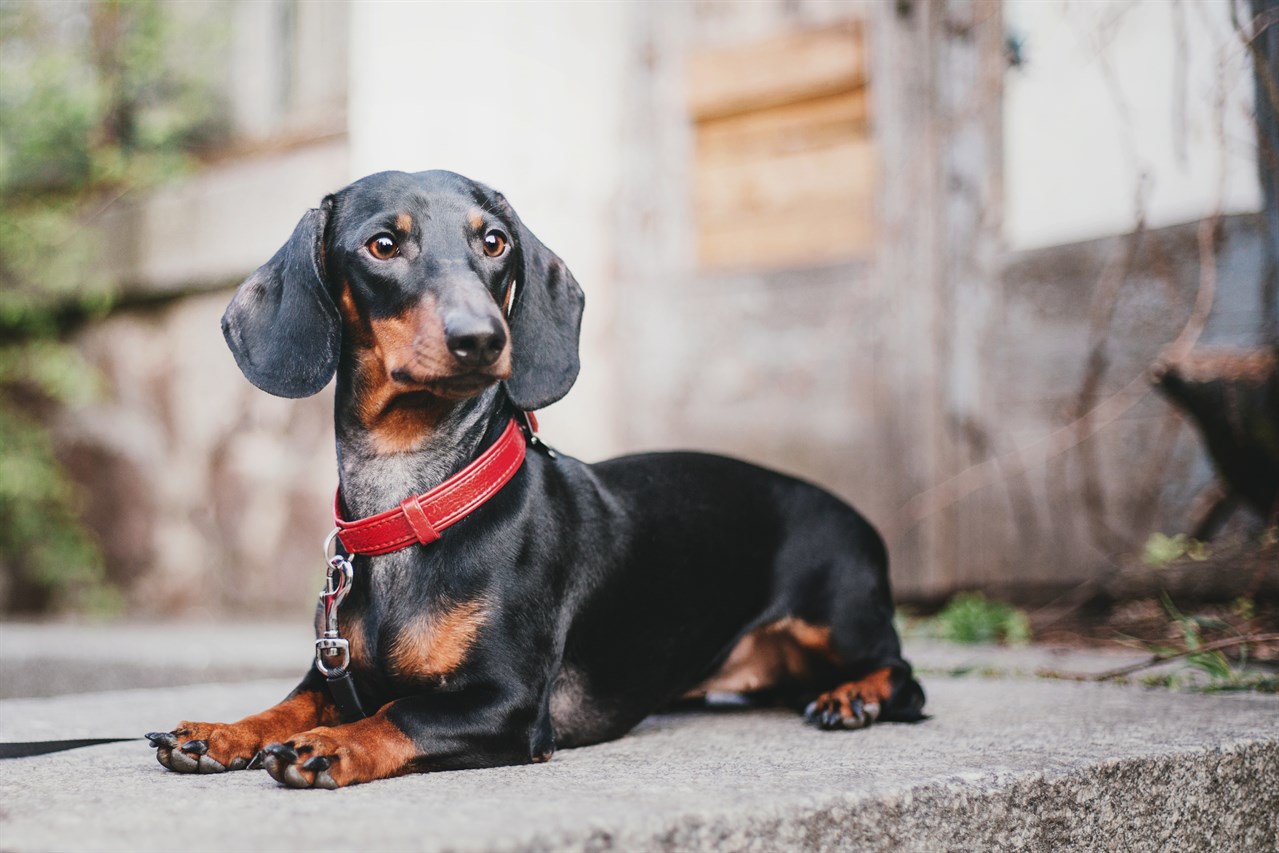 Dachshund Dog sitting in front of the house wearing red collar