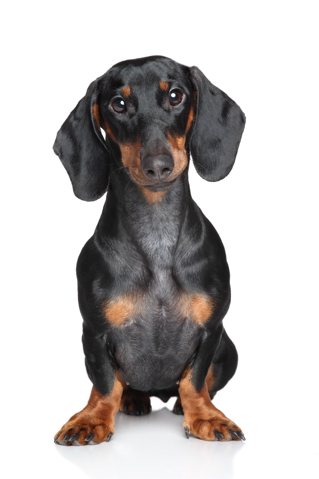 Cute Dachshund Dog standing looking at camera with white background