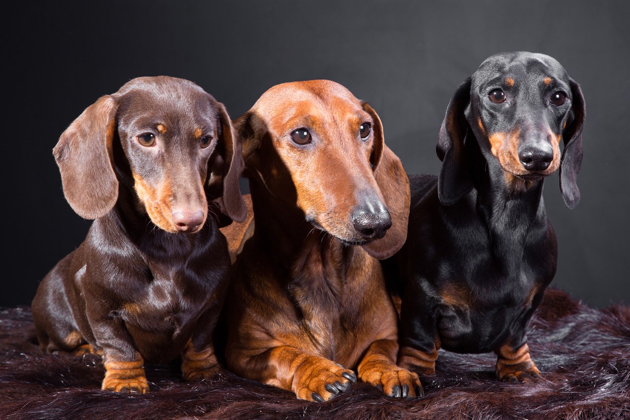 Three Dachshund Dog standing on brown fur carpet