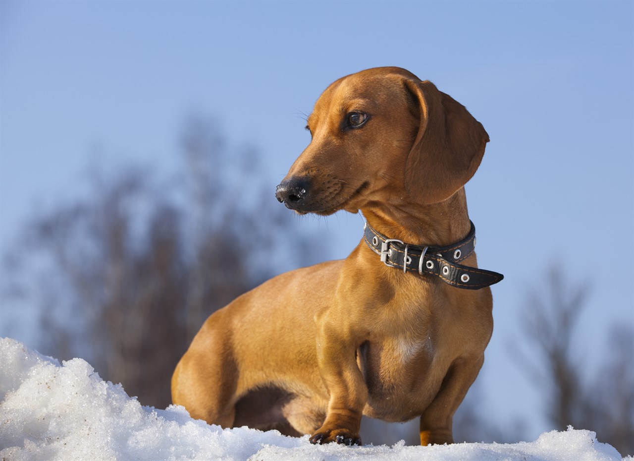 Dachshund Dog standing outdoor during winter