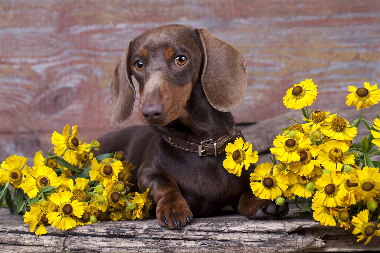 Dachshund Dog sitting in between yellow flower looking at camera