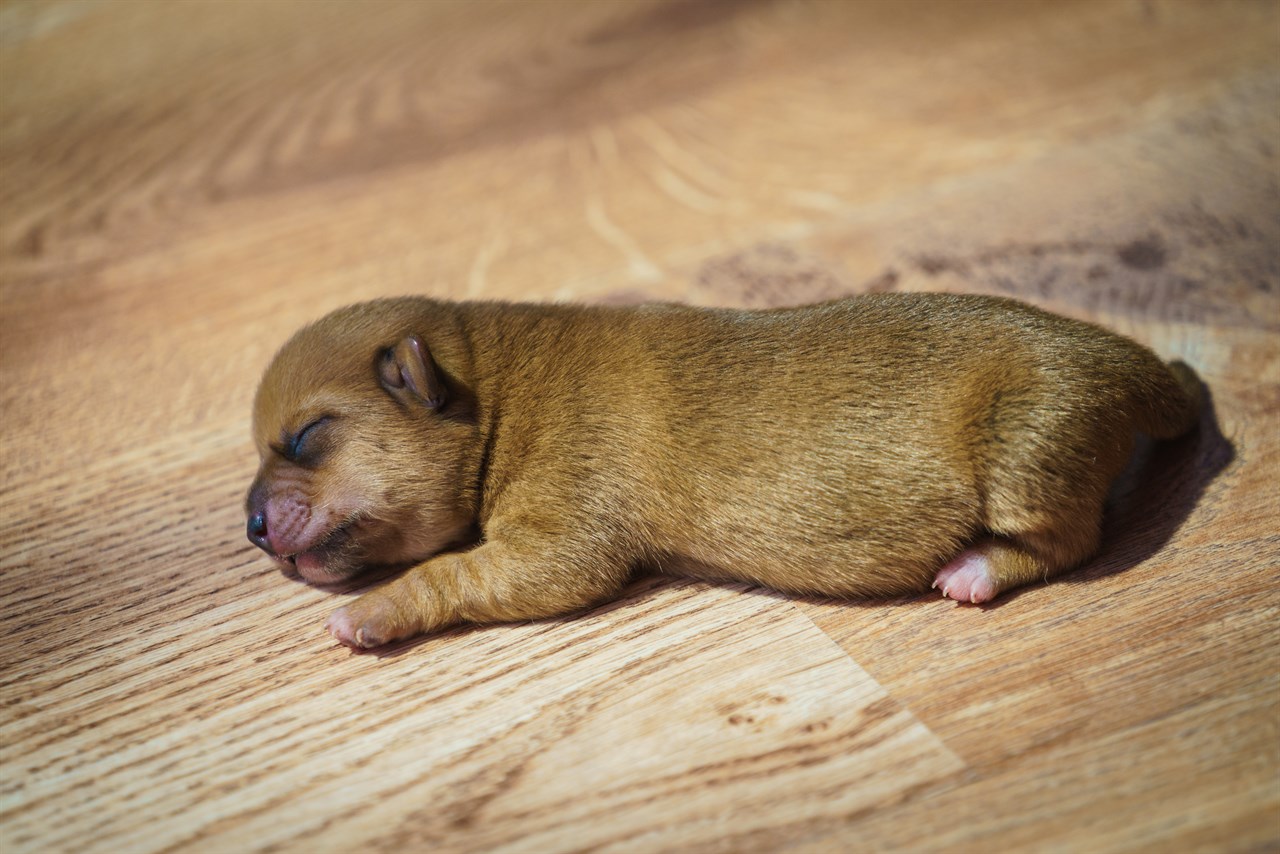 Dachshund Puppy sleeping on wooden floor